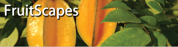 FruitScapes: Carambola / Starfruit