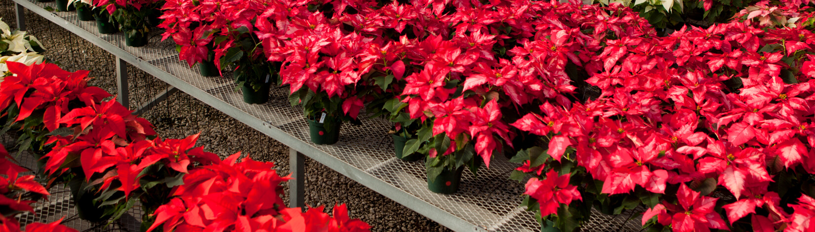 New poinsettia varities and the Environmental Horticulture Club's Annual Poinsettia sale