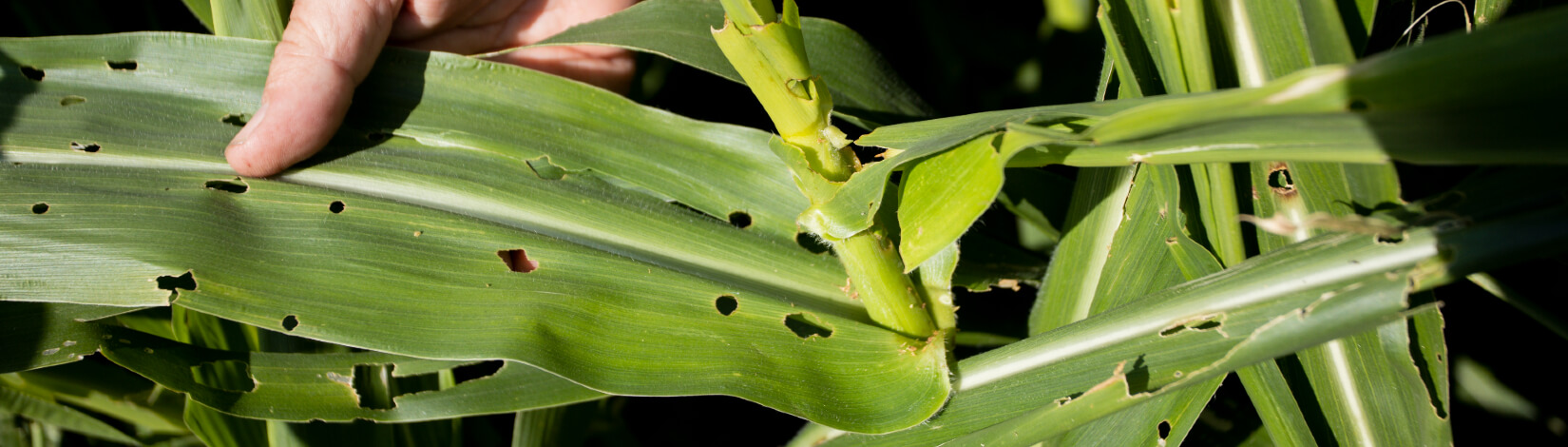 Pest damaged corn crop