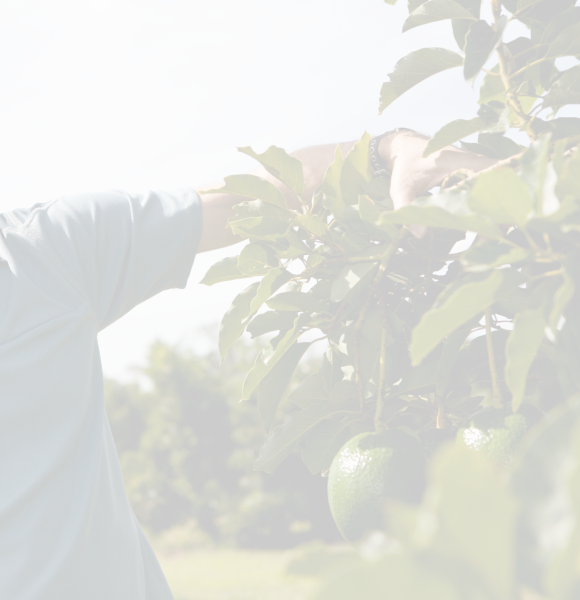 Dr. Jonathan Crane inspects an avocado tree at the Tropical Research and Education Center