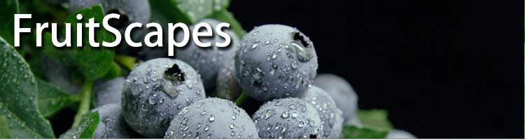 FruitScapes: Blueberry