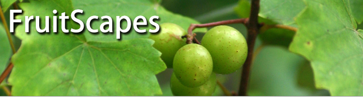 FruitScapes: Muscadine Grapes