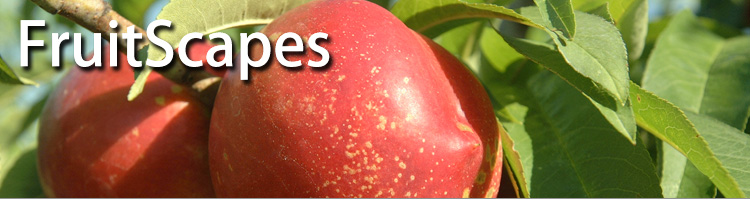 FruitScapes: Nectarine