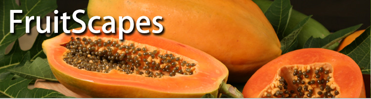 FruitScapes: Papaya