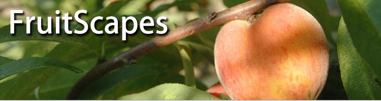 FruitScapes: Peach