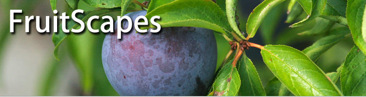 FruitScapes: Plum