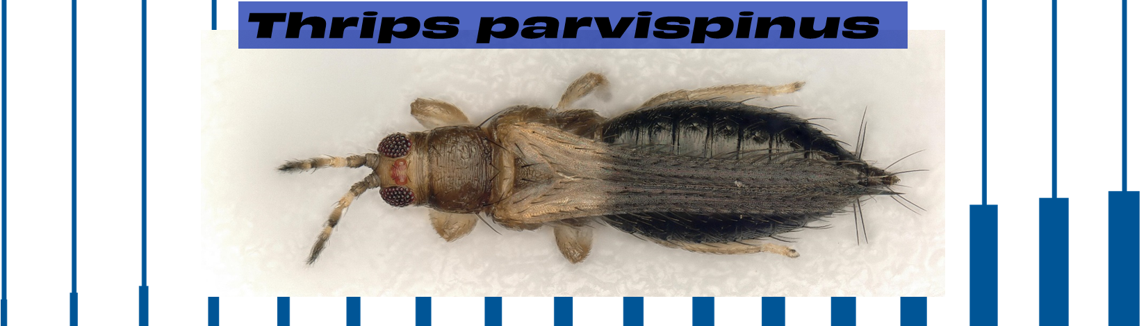 Thrips parvispinus