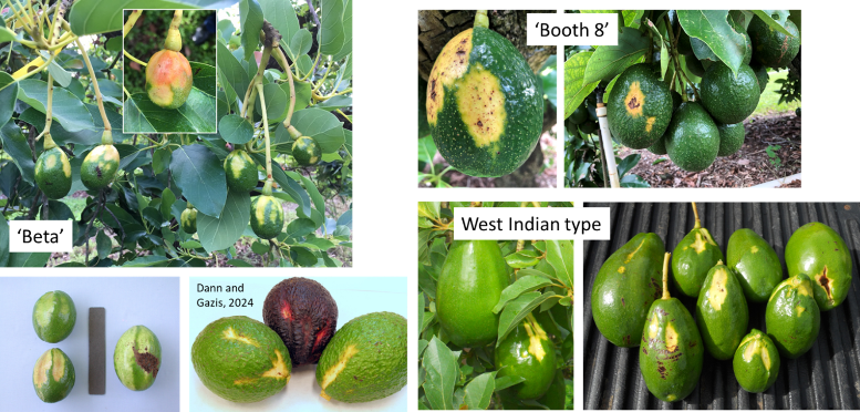 Symptoms of sun blotch viroid on different accessions of avocado, specifically 'Beta', 'Booth 8', and West Indian type