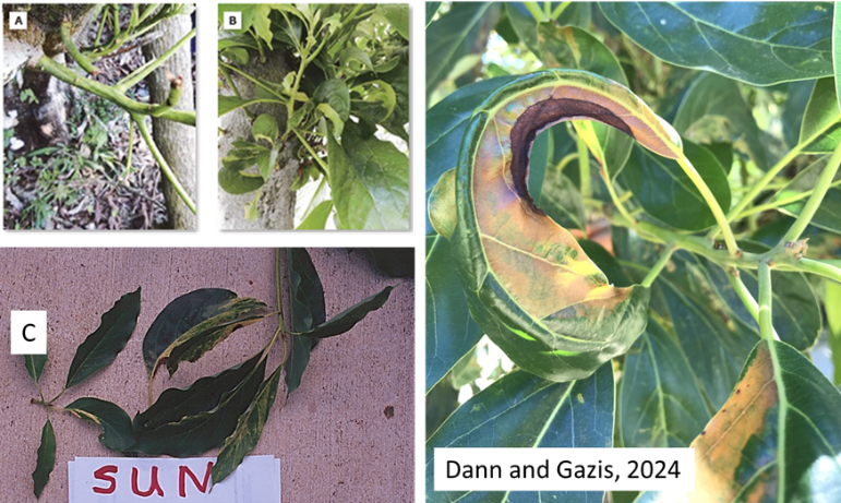 Streaking: a symptom of sun blotch viroid on different accessions of avocado
