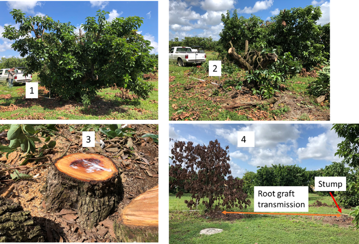 Four images demonstrating the steps for treating an avocado which has tested positive for sun blotch viroid.