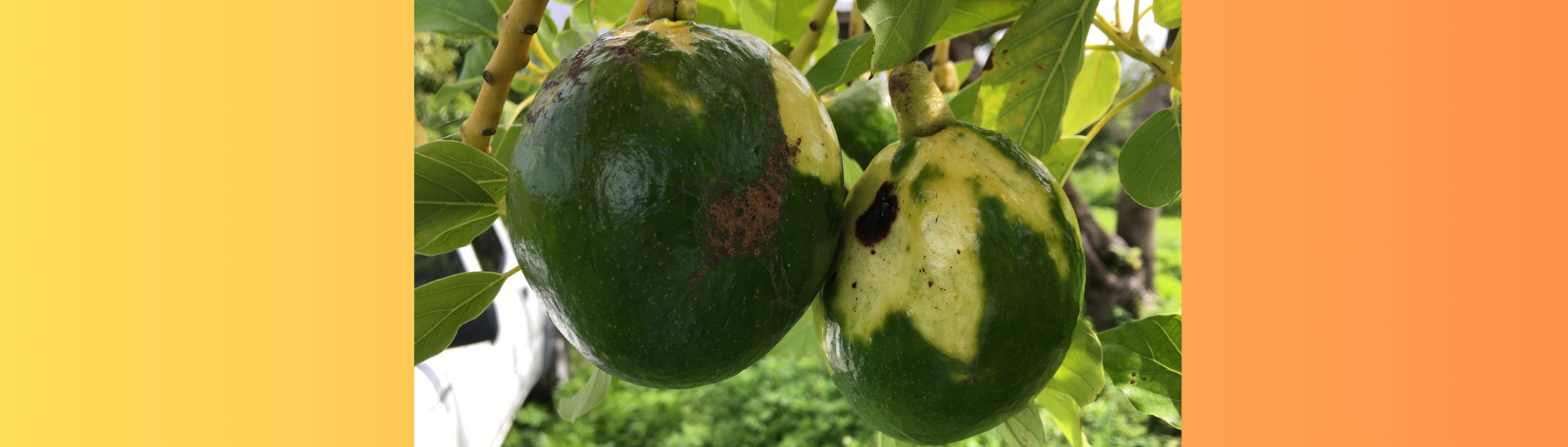 Avocados with symptoms of ASBVd