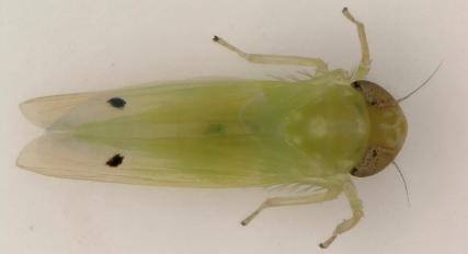 two-spot cotton leafhopper