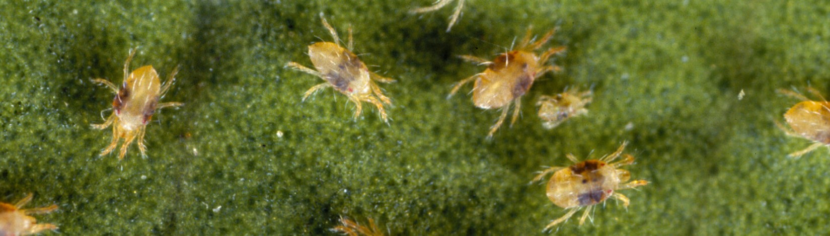 Magnification of mites.