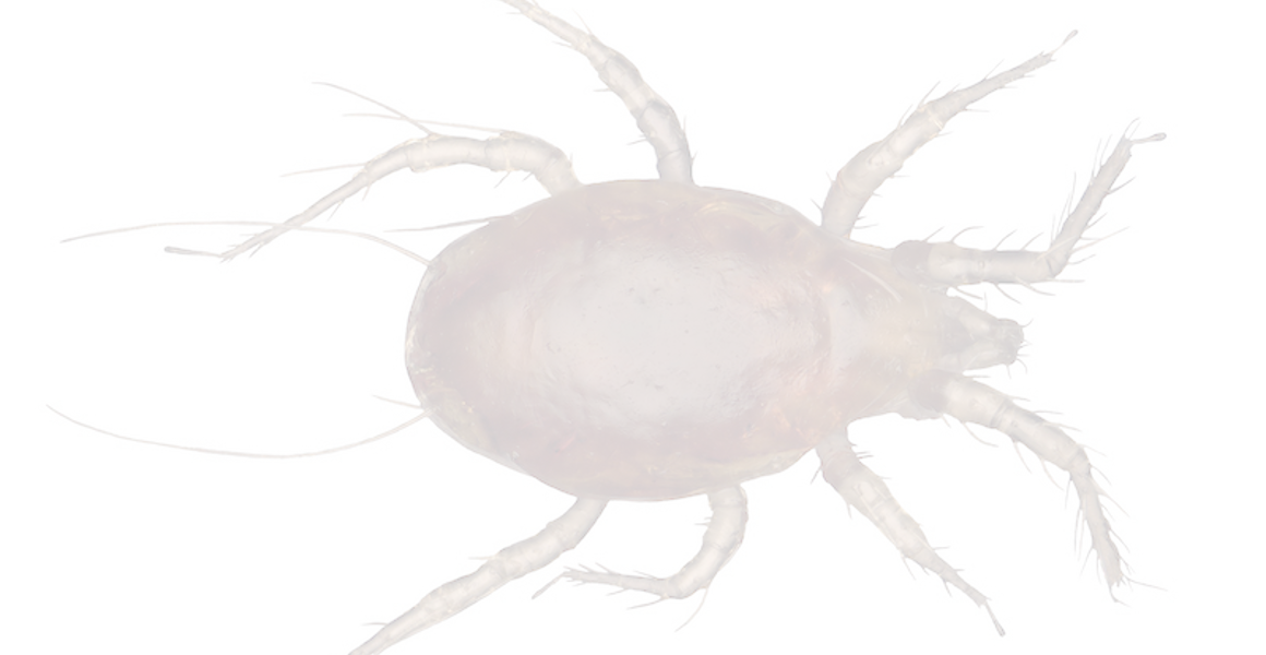 Largoensis