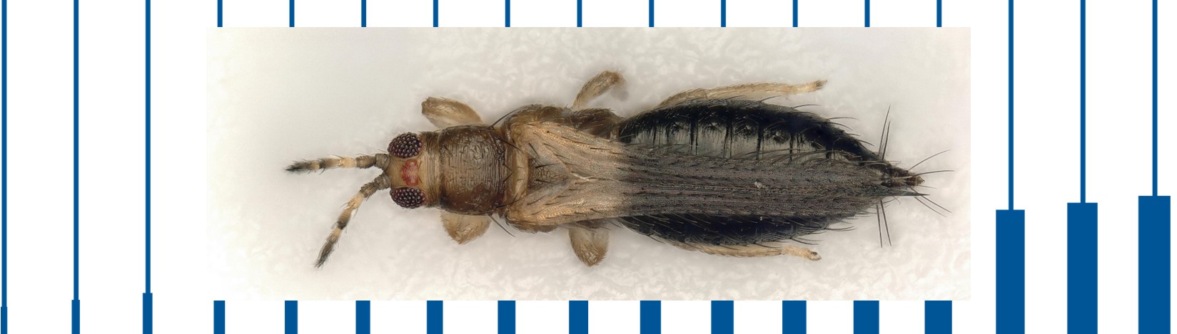 magnification of Thrips parvispinus