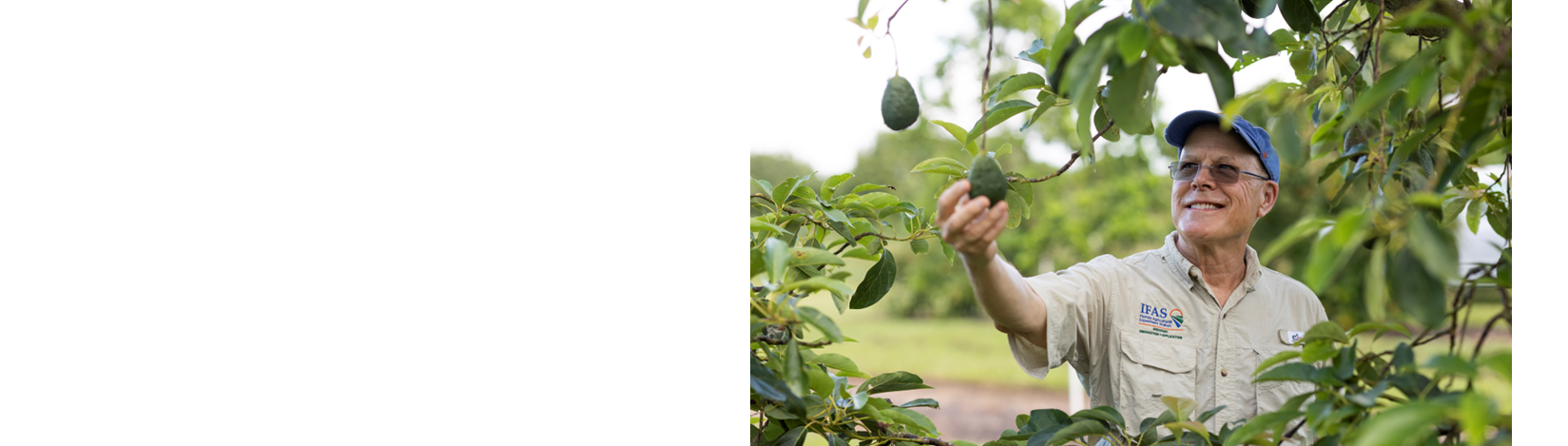 Dr. Crane in an avocado grove at the UF/IFAS TREC