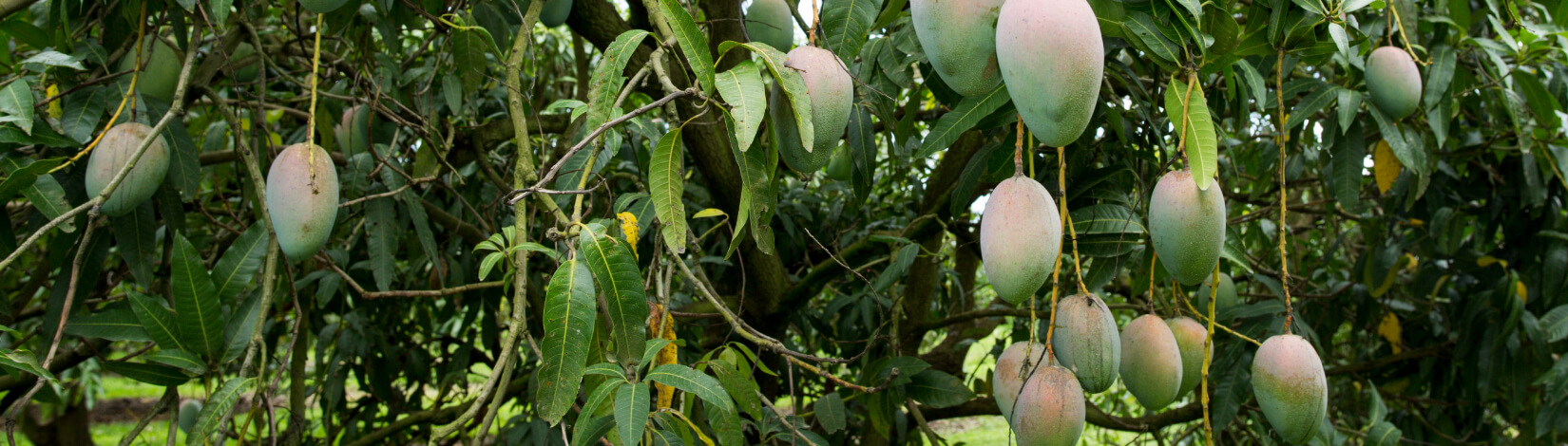 Mangoes on trees