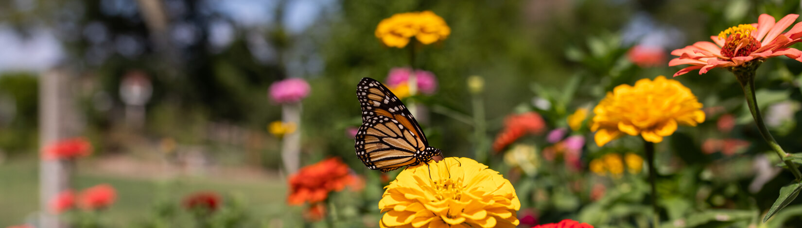 Monarch butterfly pollinating marigolds in the field