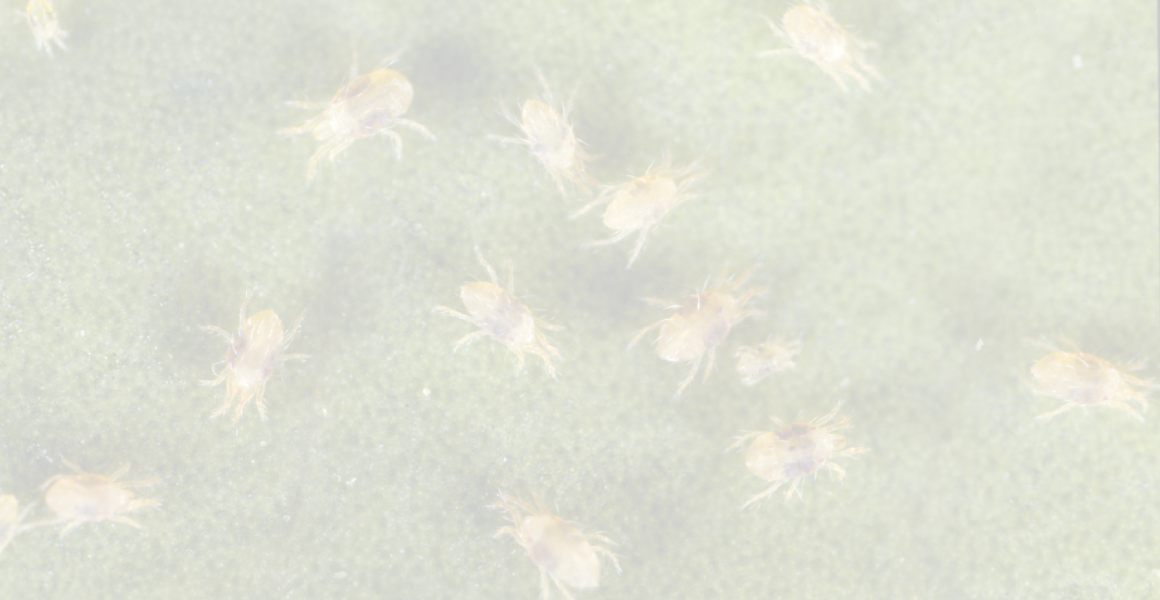 The two-spotted mite is pest for fruit/vegetable crops and ornamentals