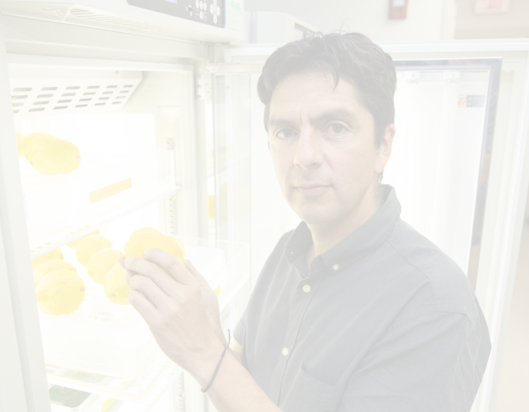 Daniel Carrillo examining lemon specimens