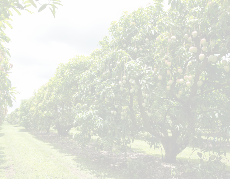 Row of Mango trees