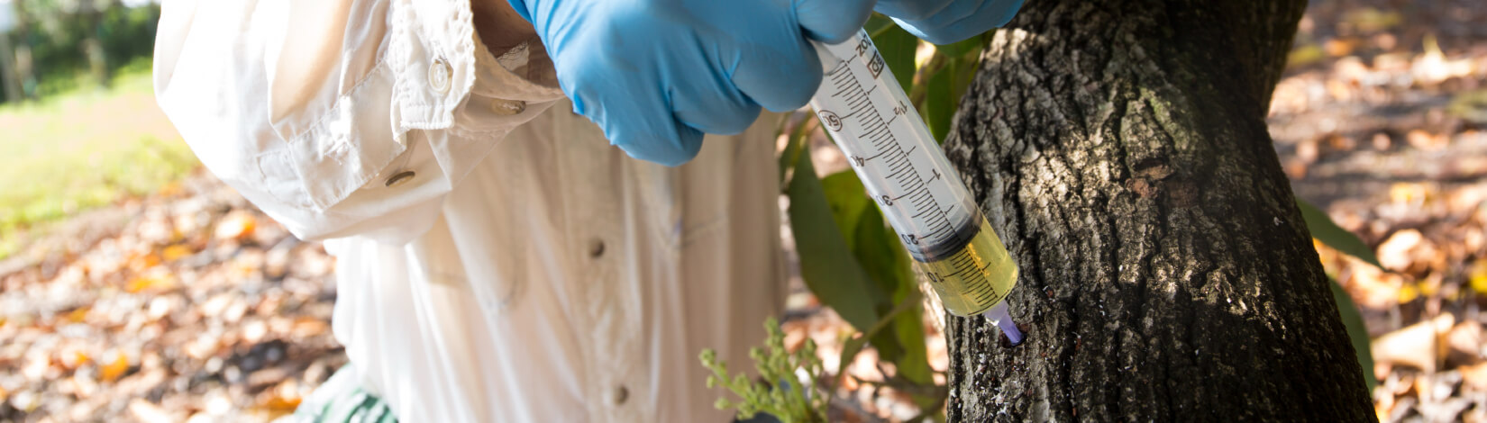 Dr. Jonathan Crane injects a chemical treatment to research Laurel Wilt resistance in avocado trees at the Tropical Research and Education Center